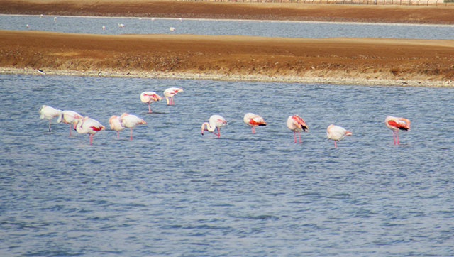flamingos2